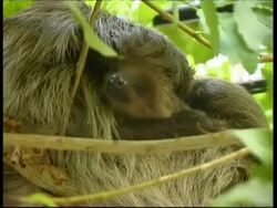 Sloths in tree, mother and baby, CU, Panama, Central America Stock Footage