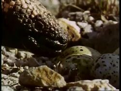 CU Gila monster, Heloderma suspectum, licking an egg, USA Stock Footage