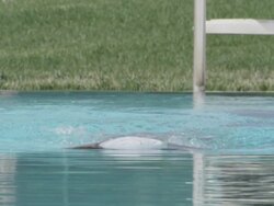 CU SLO MO Shot of Woman, baby boomer, in swim cap swimming breast stroke / Davis, California, United States  Stock Footage