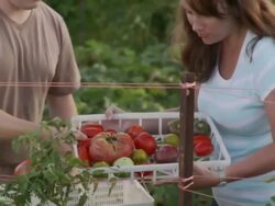 MS PAN Volunteer handing off full basket of tomatoes to another volunteer / Chicago, IL, United States  Stock Footage