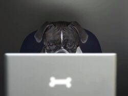 Boxer dog reading on a laptop computer Stock Footage
