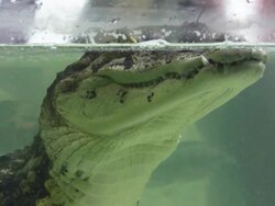 Caiman (HD) Stock Footage