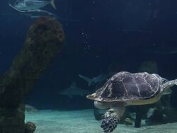 MS Fish tank at aquarium / Albuquerque, New Mexico, United States Stock Footage