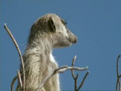 Meerkat, Suricata suricatta look out turns head, Namaqualand, South Africa Stock Footage