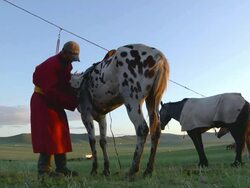 MS Man preparing horses for race / Ulaan Baatar, Tuv, Mongolia Stock Footage