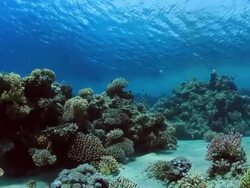 Coral And Fish Stock Footage