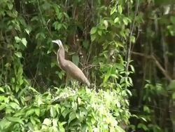 Fasciated Tiger-heron - Tortuguero National Park Stock Footage