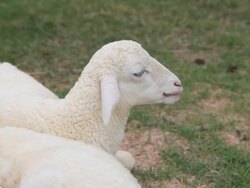 Little sheep is grazing in a farm Stock Footage