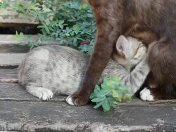 Kitten suckling mother. Stock Footage