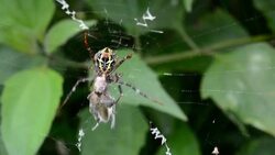 spider on web eating insect Stock Footage