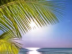 Sea, palm and sun Stock Footage