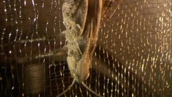 A locust clings to wire mesh and moves its tail up and down. Stock Footage