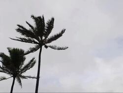 Two Palm Trees Stock Footage