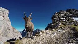 HD-Handheld:Portrait of Young Rock Goat in Natural Environment Stock Footage