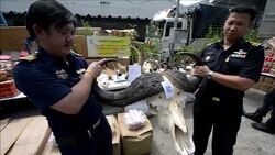 CLEAN : Thailand seizes shipment of animal skulls News Clip
