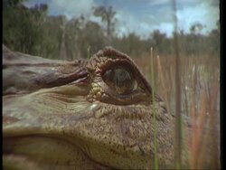 CU eye of Spectacled Caiman, Caiman crocodilus, South America Stock Footage