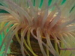 Anemone, Burrowing, purple, Macro with lights, Mexico  Stock Footage