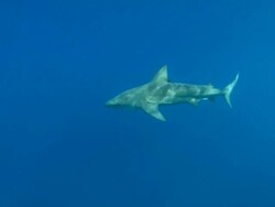 Grey reef shark, Carcharhinus amblyrhynchos, near surface, Bahamas  Stock Footage