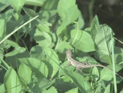 Little lizard -  HD 30F Stock Footage
