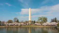 Washington monument during the Cherry Blossom Festival Stock Footage