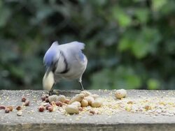 WS View of blue jay leaving with peanut, second blue jay taking his time picking out two peanuts and third blue jay rapidly taking peanut / Valparaiso, Indiana, United States Stock Footage