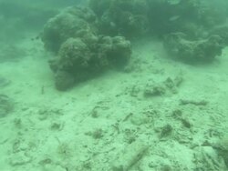 Crocodile Fish, Cymbacephalus beauforti, camouflaged on seabed, Kapalai, Sipadan, Borneo Stock Footage