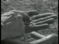 Farmers checking quality of wheat grain, England, UK 1940 Stock Footage