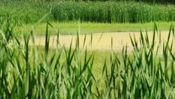 Pond Life Stock Footage