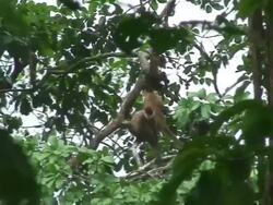 Spider monkey - Mother with child Stock Footage