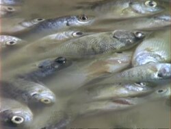 CU dead and dying fish in shallow pool, tilts to Tiger Beetles feeding on dead fish, USA Stock Footage