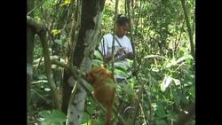 Preserving an endangered monkey population News Clip