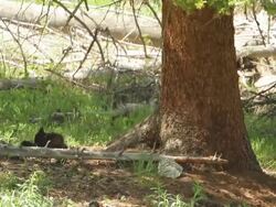WS Shot of black bear newborn cubs wrestling in forest / Gardiner, Montana, United States Stock Footage