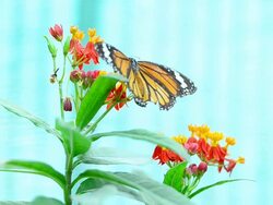 Butterflies eat pollen Stock Footage
