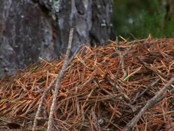 anthill Stock Footage
