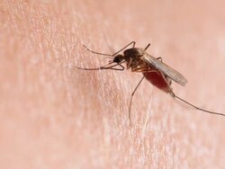 mosquito Stock Footage