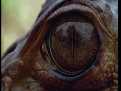 ECU Eye of Caiman, South America Stock Footage