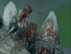 CU Red ants, Crematogaster sp, crawling over branch, Botswana, Africa Stock Footage