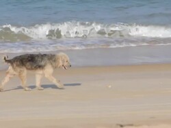 lonely Dog jogging on the Beach. Stock Footage