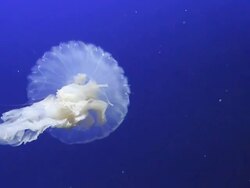 Jellyfish Stock Footage