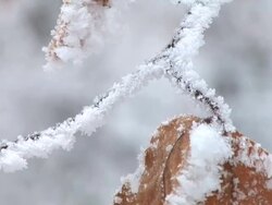 HD: Frosted twigs and leaves Stock Footage