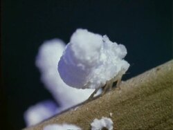 Wooly Aphids ?, CU on branch, walking, Panama Stock Footage