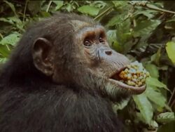 CU, Chimpanzee (Pan troglodytes) eating fruits, headshot, Gombe Stream National Park, Tanzania Stock Footage