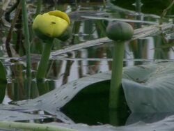 CU Buds of plants at water's surface in everglades / Florida, USA  Stock Footage