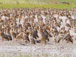 MS ZO Hundreds of ducks relaxing in marshlands / Northern Territory, Australia Stock Footage