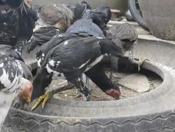 Chicken of peasant at the Countryside Stock Footage