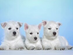 HD: Three Cute White Puppies Stock Footage