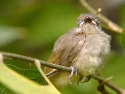Baby Yellow Bulbul Stock Footage