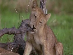 African Lion Cub (Panthera leo) - CU lion cub sitting by dead tree chewing on branch, Mana Pools, Zimbabwe Stock Footage