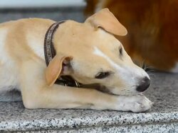Dog chewing a bone Stock Footage