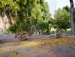 Chipmunks of Taj Mahal in India Stock Footage